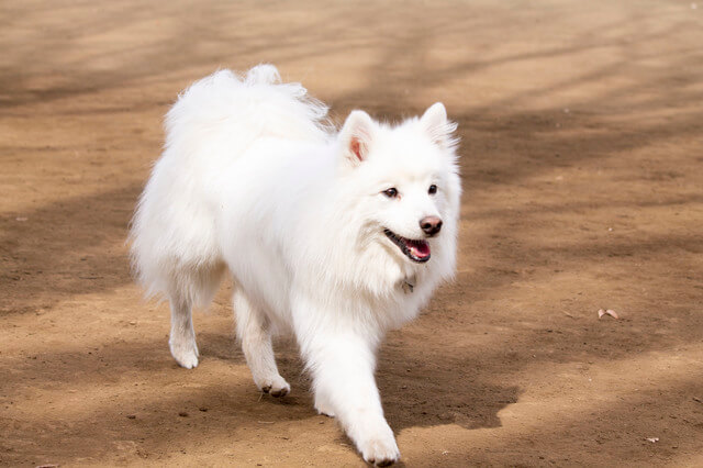 犬はもずくを食べても大丈夫!上手に与えてあなたの愛犬も健康に!-サムネイル画像
